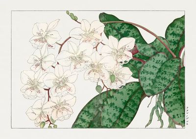 Orchid Botanical Print. poster