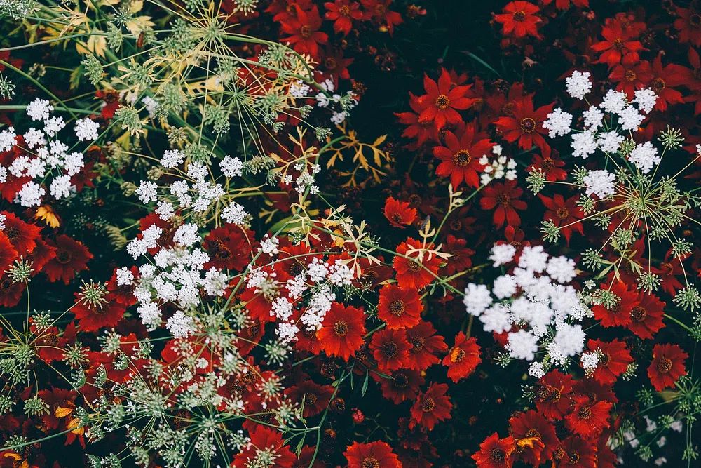 overhead shot grouping red white. poster detail