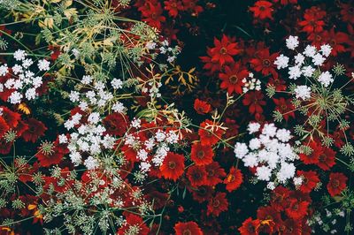 overhead shot grouping red white.