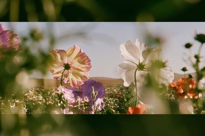 Blooming Meadow Photography Poster.