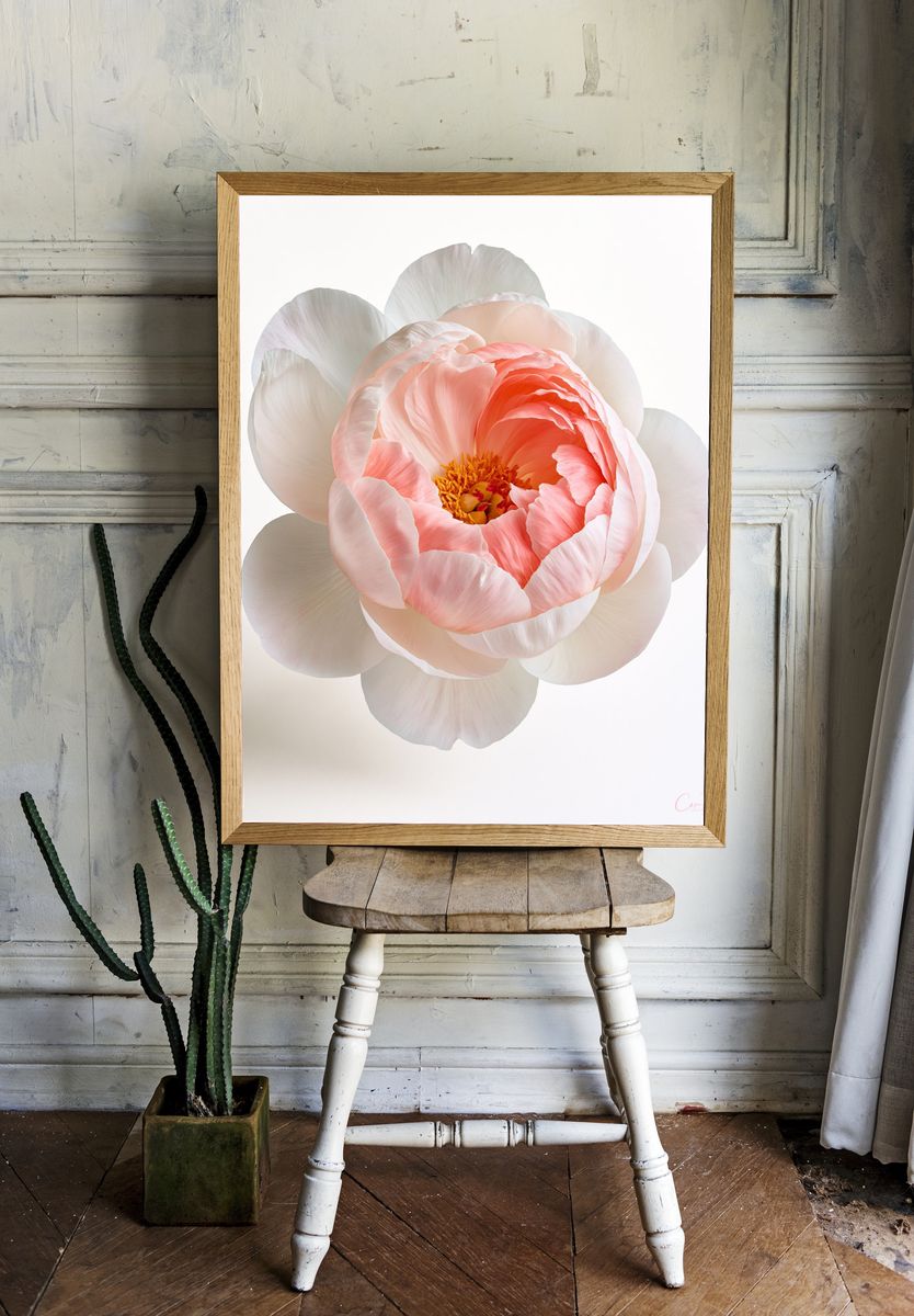 Peony Bloom Botanical Print. — room view 1