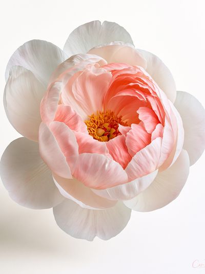 Peony Bloom Botanical Print.