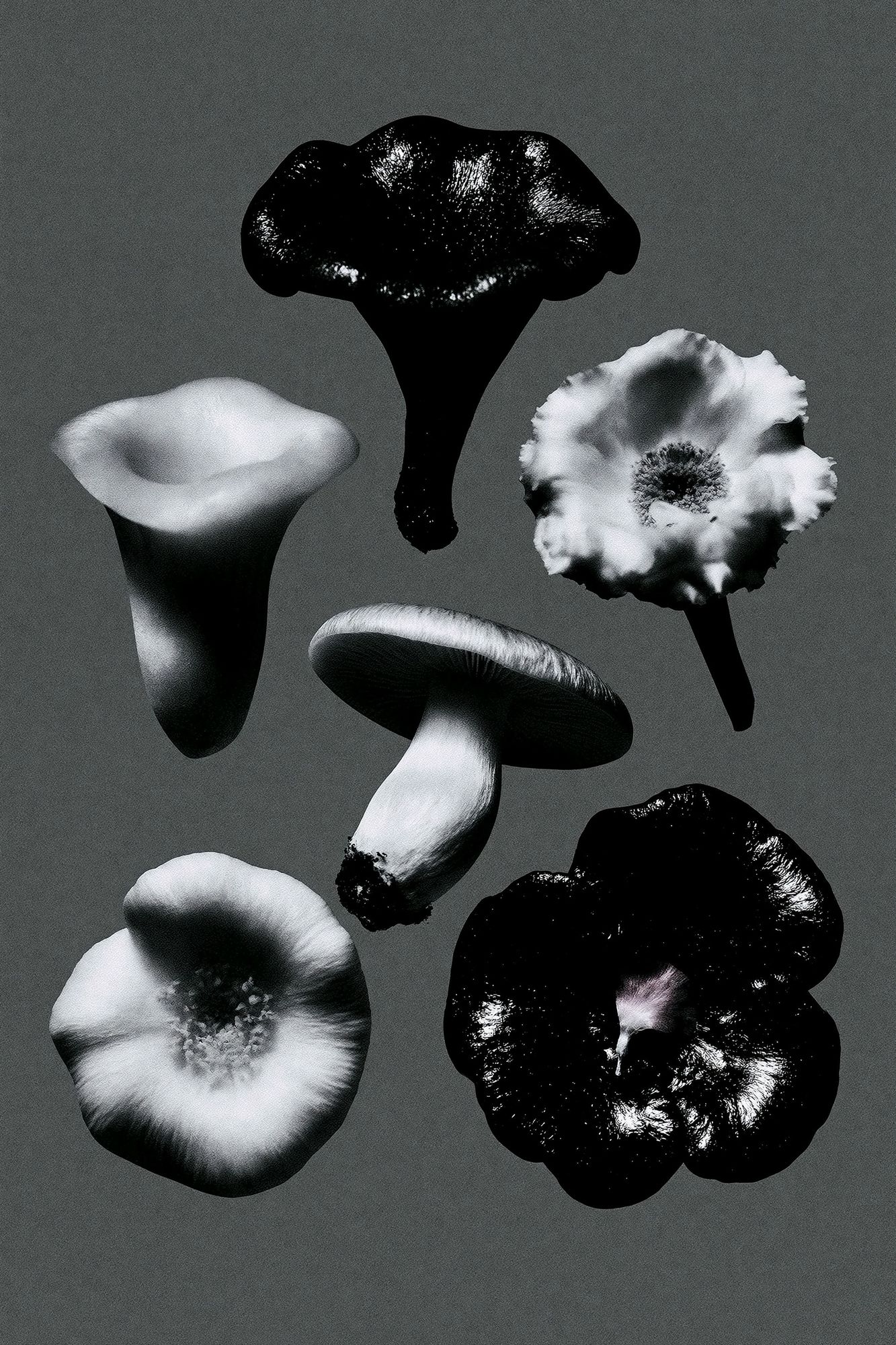 Monochrome Mushroom Study Poster. poster detail