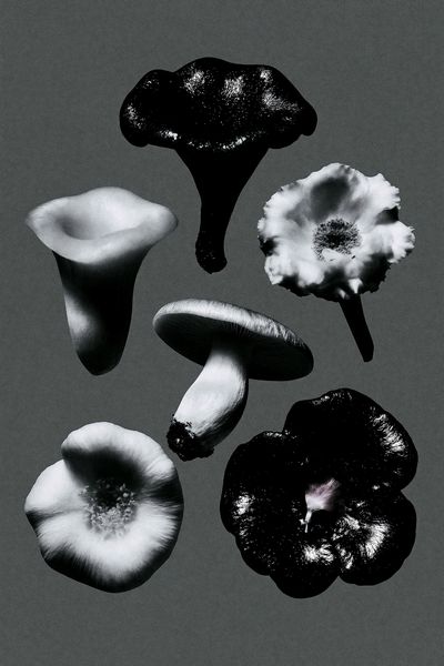 Monochrome Mushroom Study Poster. poster