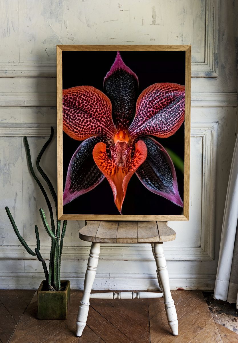 Exotic Orchid Botanical Print. room preview