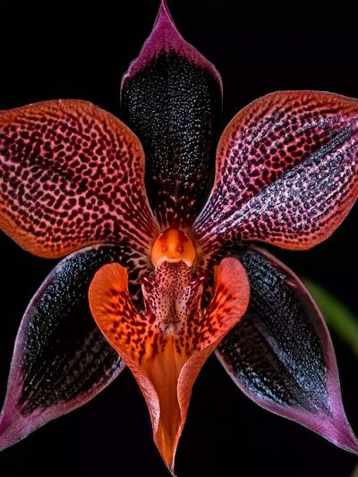 Exotic Orchid Botanical Print.
