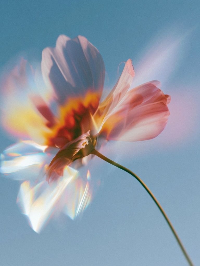 Dreamy Flower Bloom Photography Poster. poster — botanical art