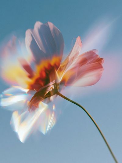 Dreamy Flower Bloom Photography Poster.