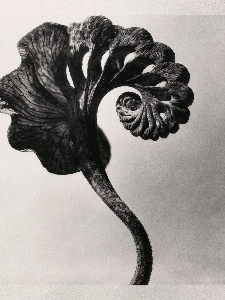 Black Fern Spiral Print. poster — botanical art