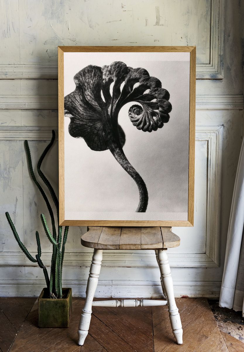 Black Fern Spiral Print. room preview