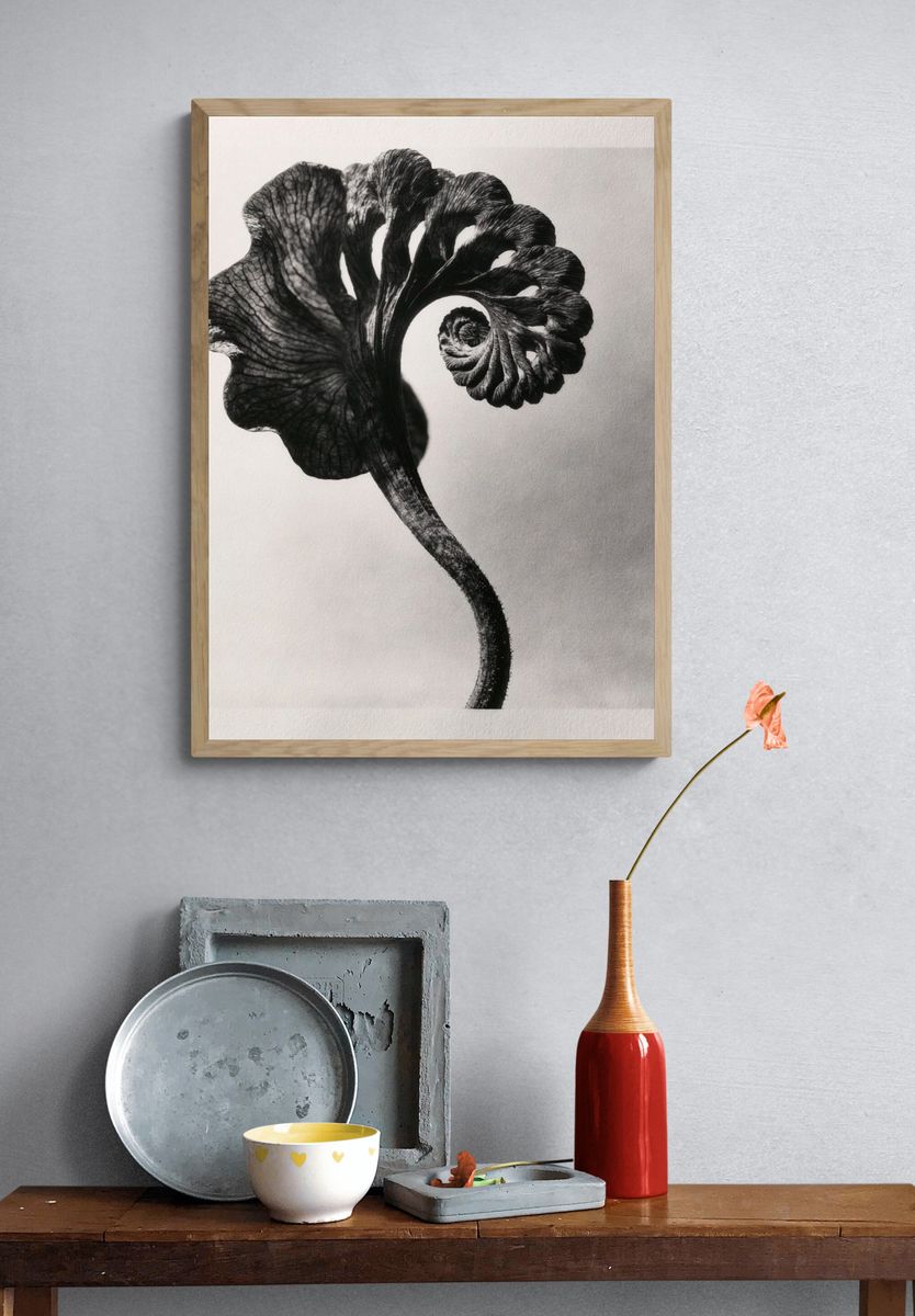 Black Fern Spiral Print. — room view 3