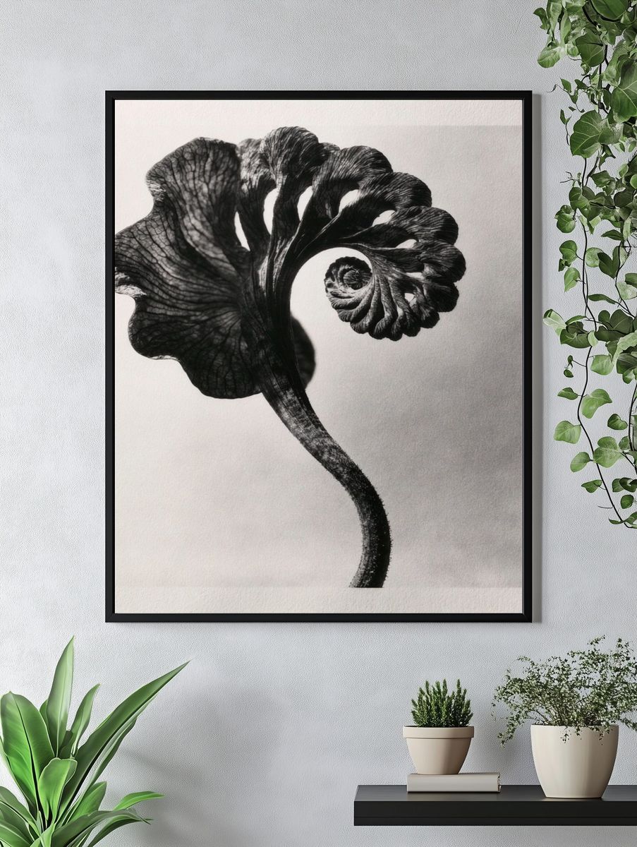 Black Fern Spiral Print. — room view 4