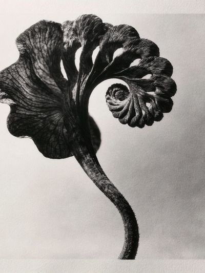 Black Fern Spiral Print.