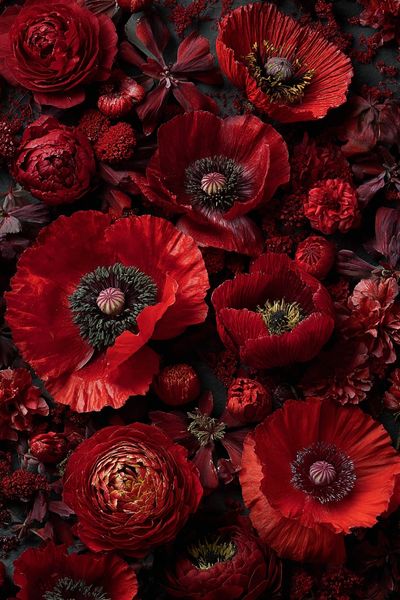 Crimson Poppy Blooms Botanical Print.