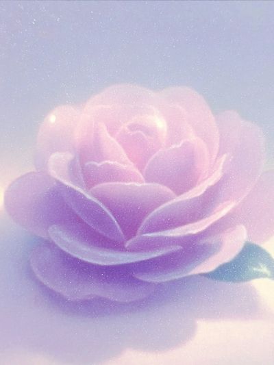 Dreamy Pink Rose Print.