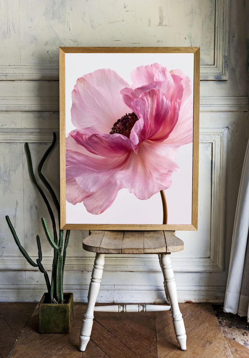 Pink Anemone Botanical Print. room preview
