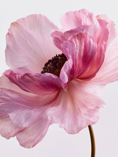 Pink Anemone Botanical Print. poster