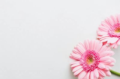 Single light pink Gerbera daisy.