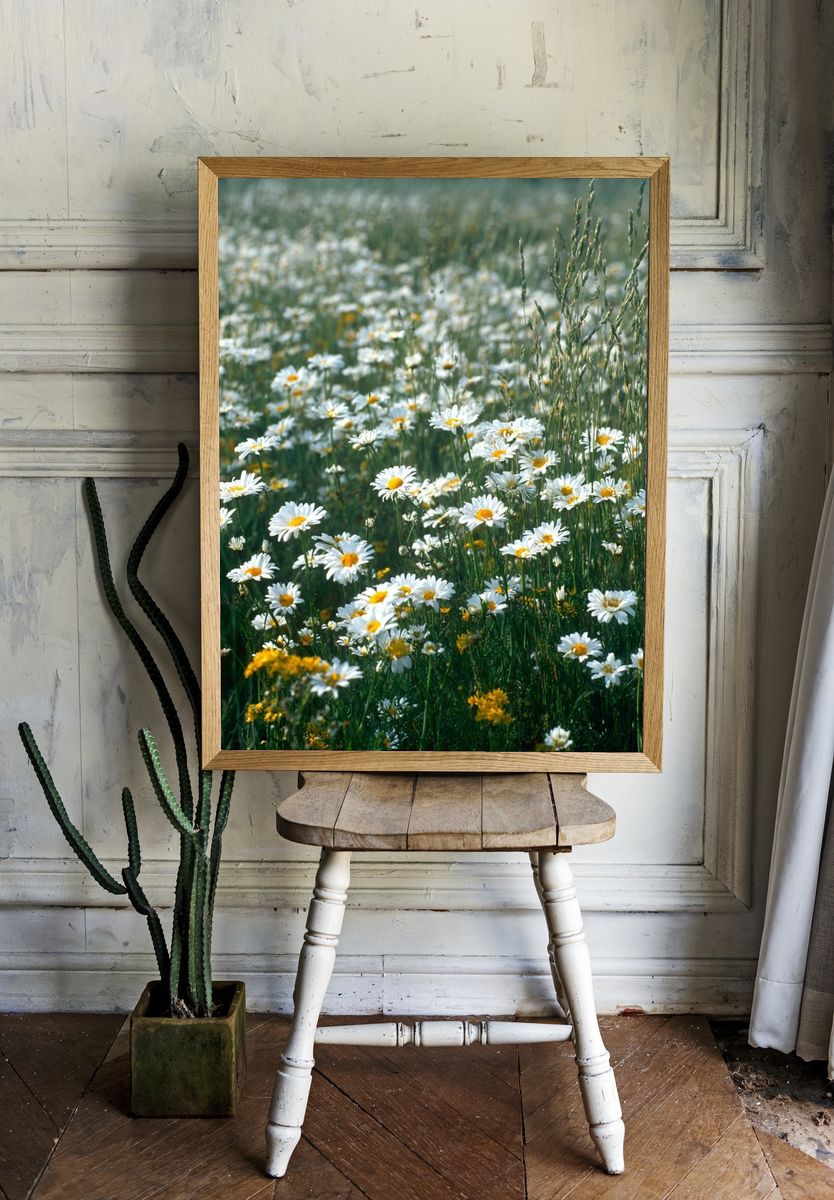 Wild Daisy Meadow Photography Poster. room preview