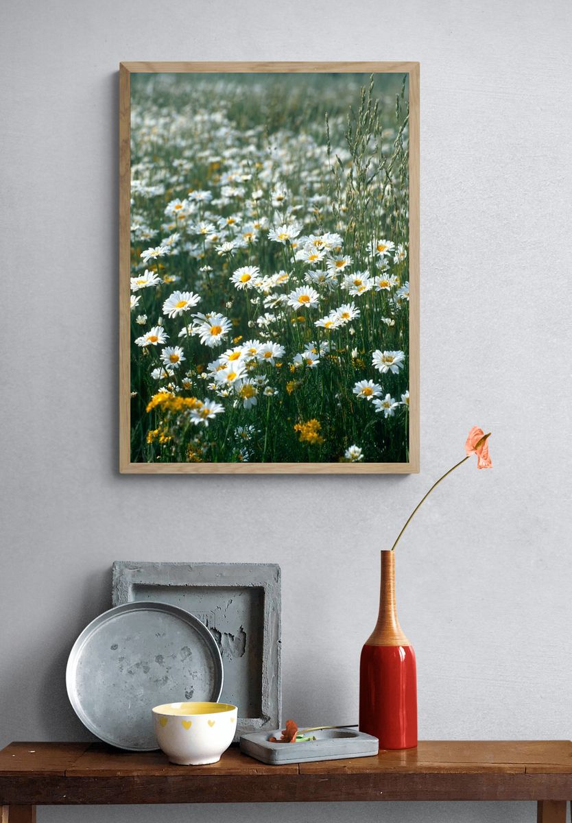 Wild Daisy Meadow Photography Poster. — room view 3