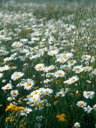 Wild Daisy Meadow Photography Poster.