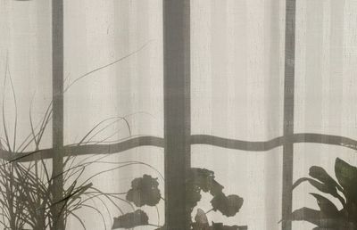 Shadow window frame plants pots.
