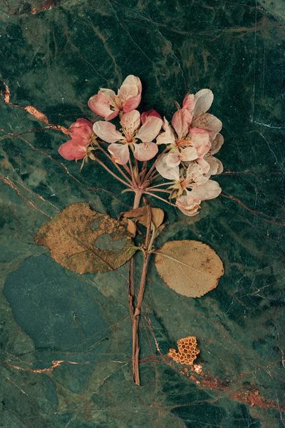 Pressed Blossom Botanical Print. poster print