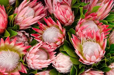 Originally South Africa, lush protea. poster