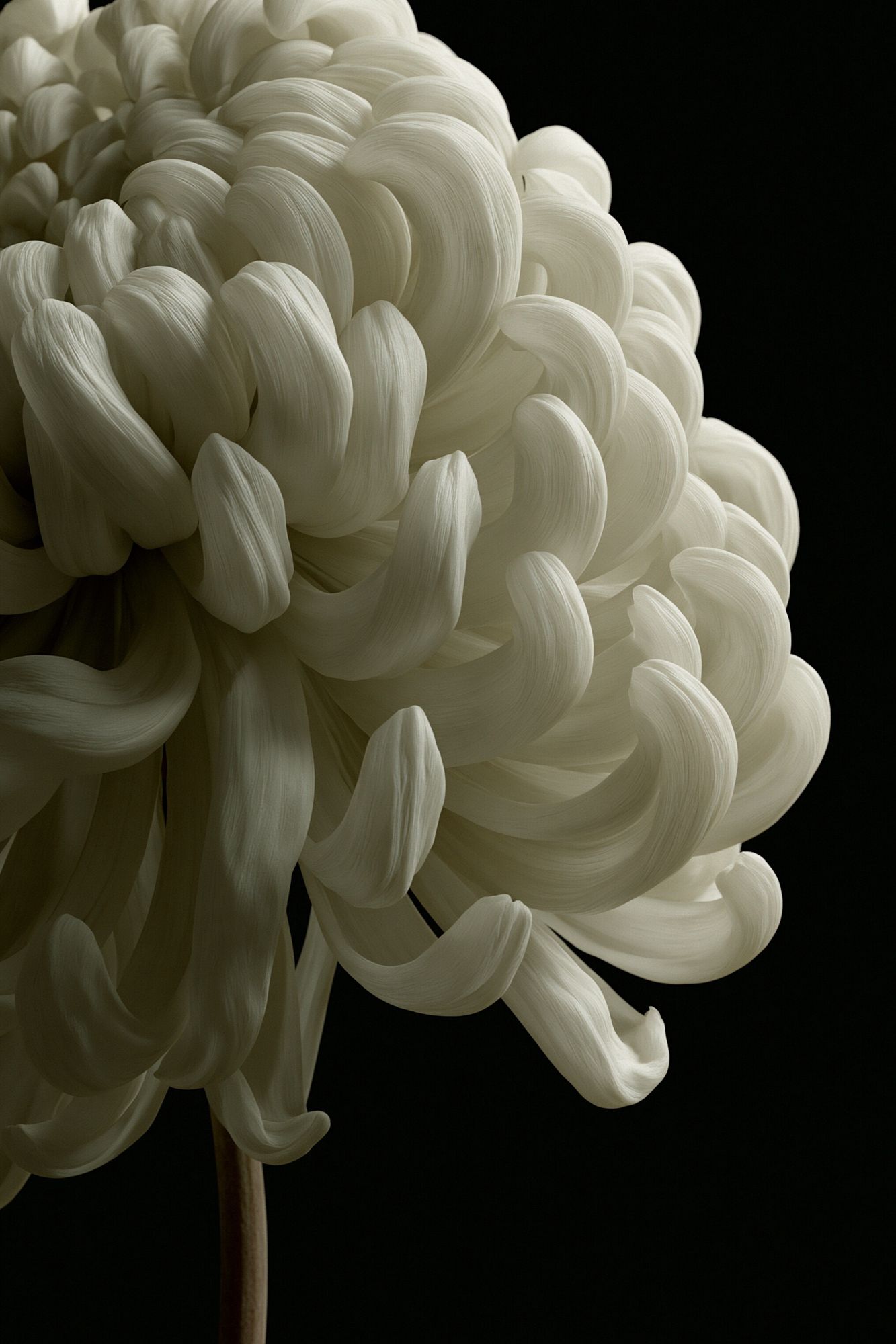 White Chrysanthemum Photography Poster. poster detail