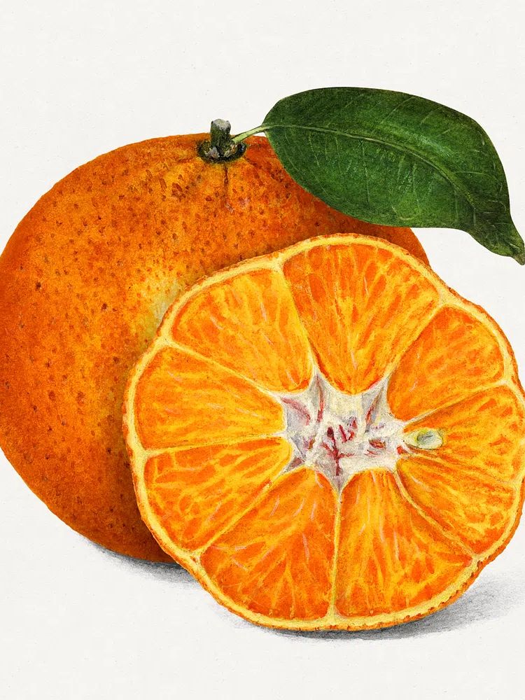 Delicious orange tangerine illustration. Digitally. poster detail