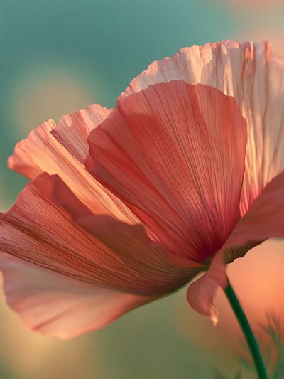 Pink Poppy Bloom Photography Poster.