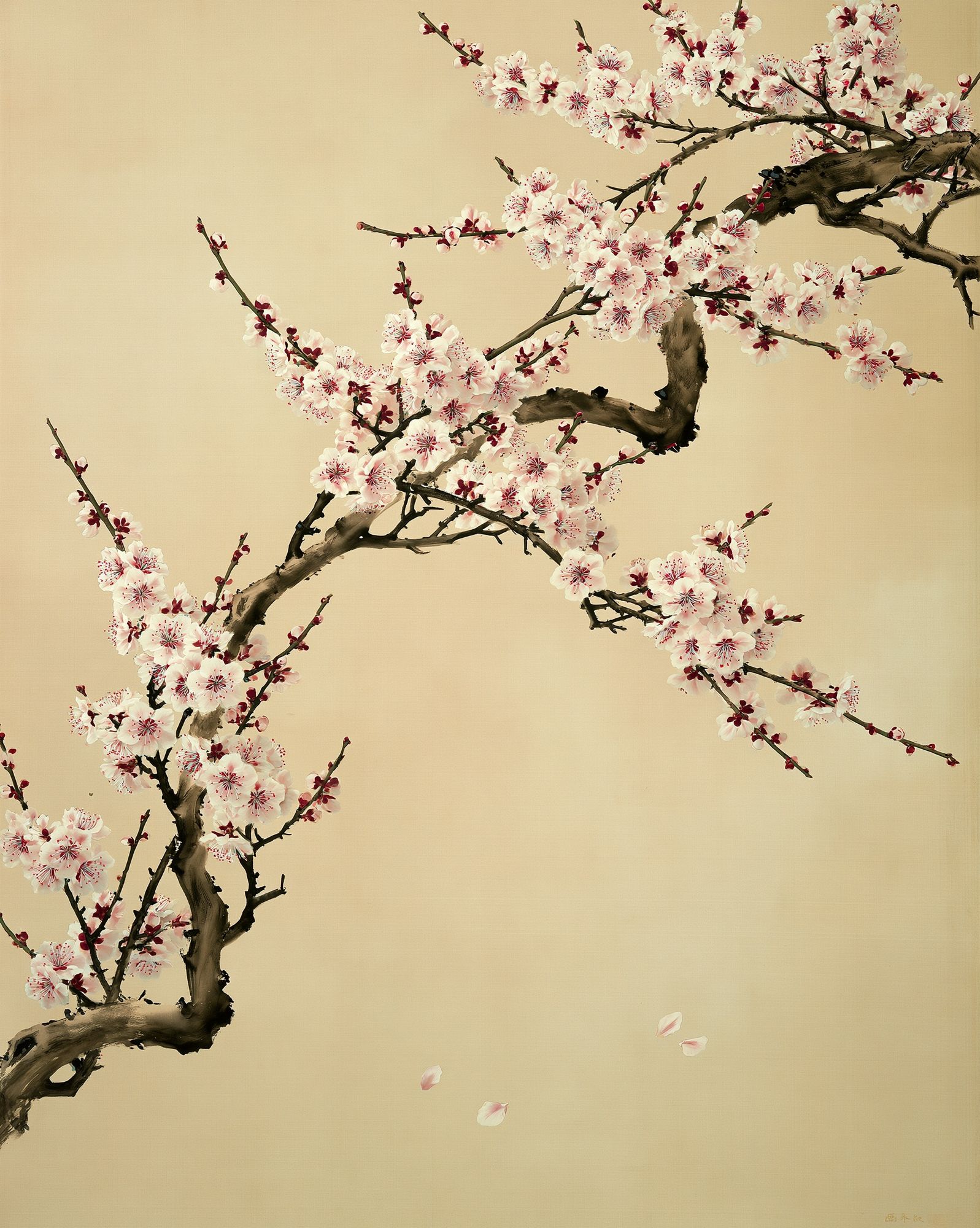 Cherry Blossom Branches Botanical Print. poster — botanical art