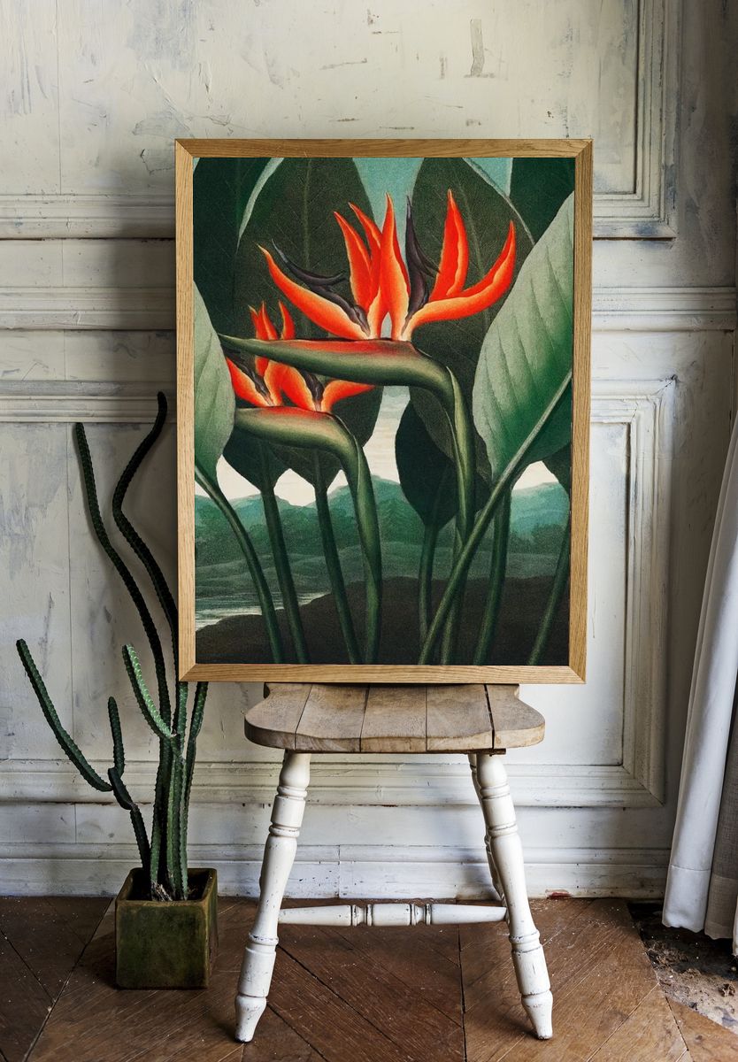 Bird of Paradise Botanical Print. — room view 1