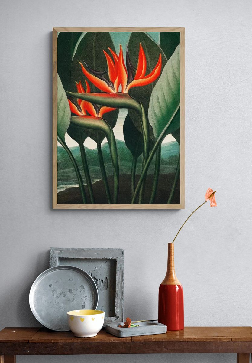 Bird of Paradise Botanical Print. — room view 3