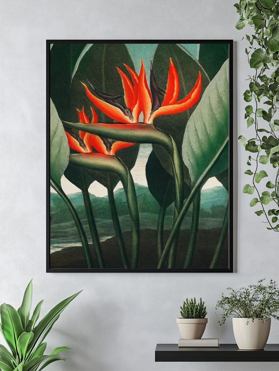 Bird of Paradise Botanical Print. — room view 4