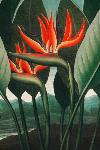 Bird of Paradise Botanical Print. poster print