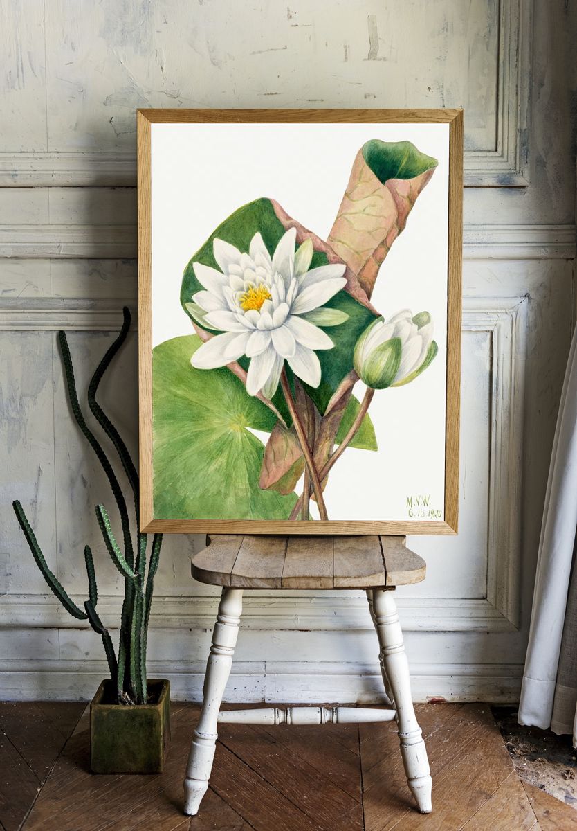 American Waterlily (Castalia odorata) (1920). — room view 1
