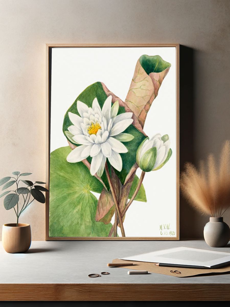 American Waterlily (Castalia odorata) (1920). — room view 2