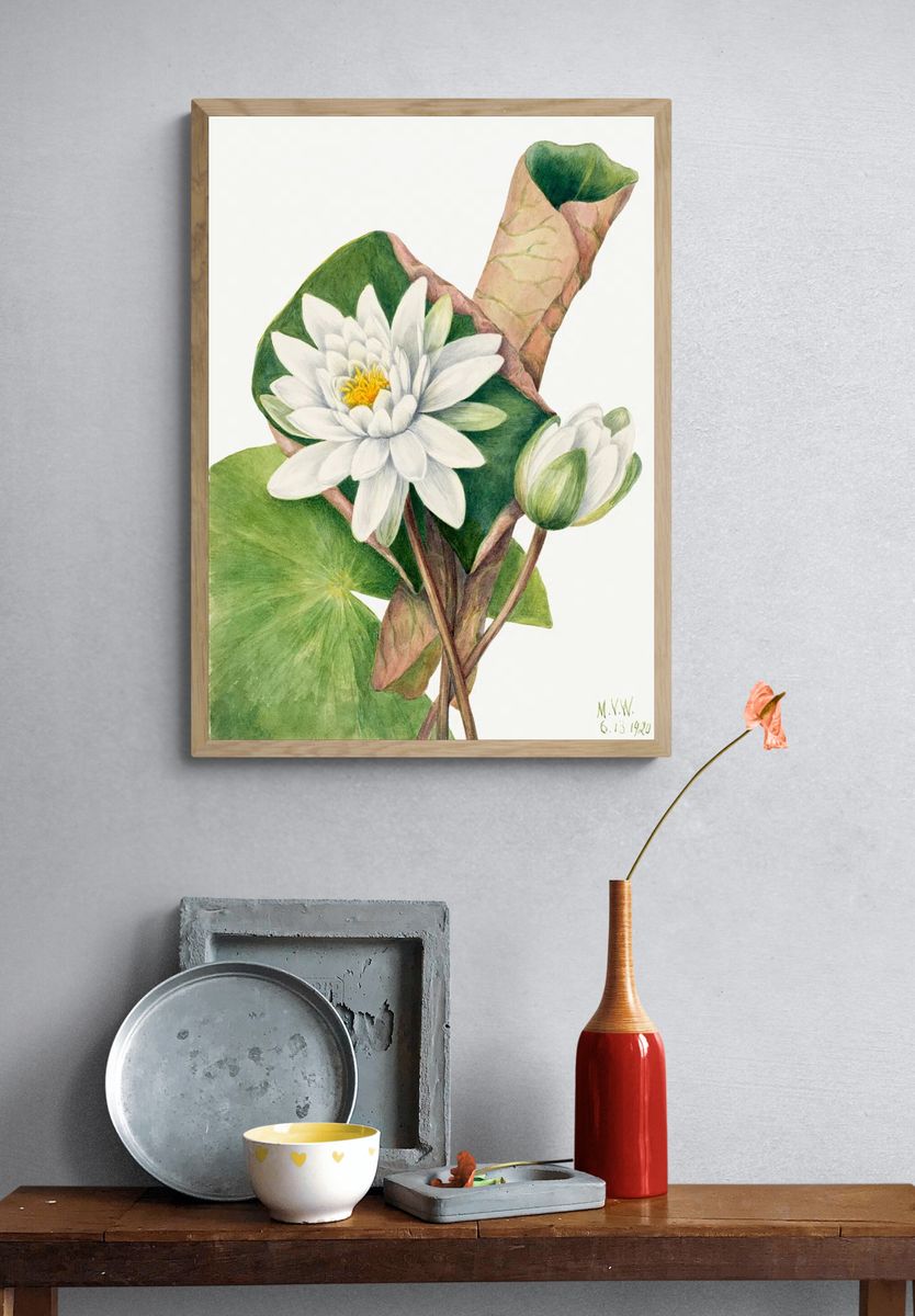 American Waterlily (Castalia odorata) (1920). — room view 3