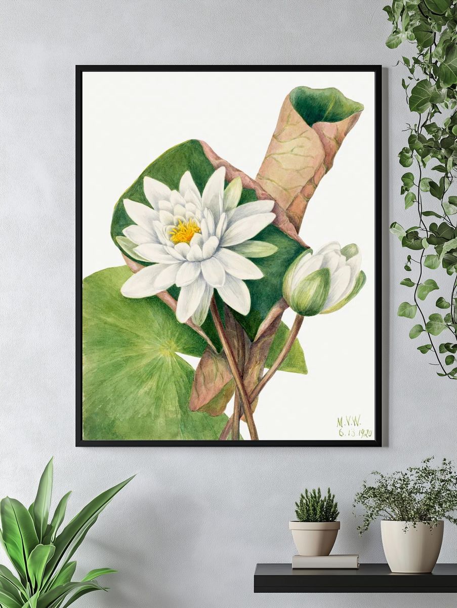 American Waterlily (Castalia odorata) (1920). — room view 4