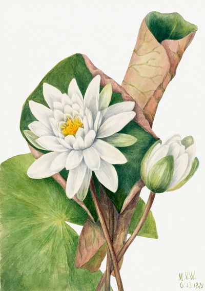 American Waterlily (Castalia odorata) (1920). poster