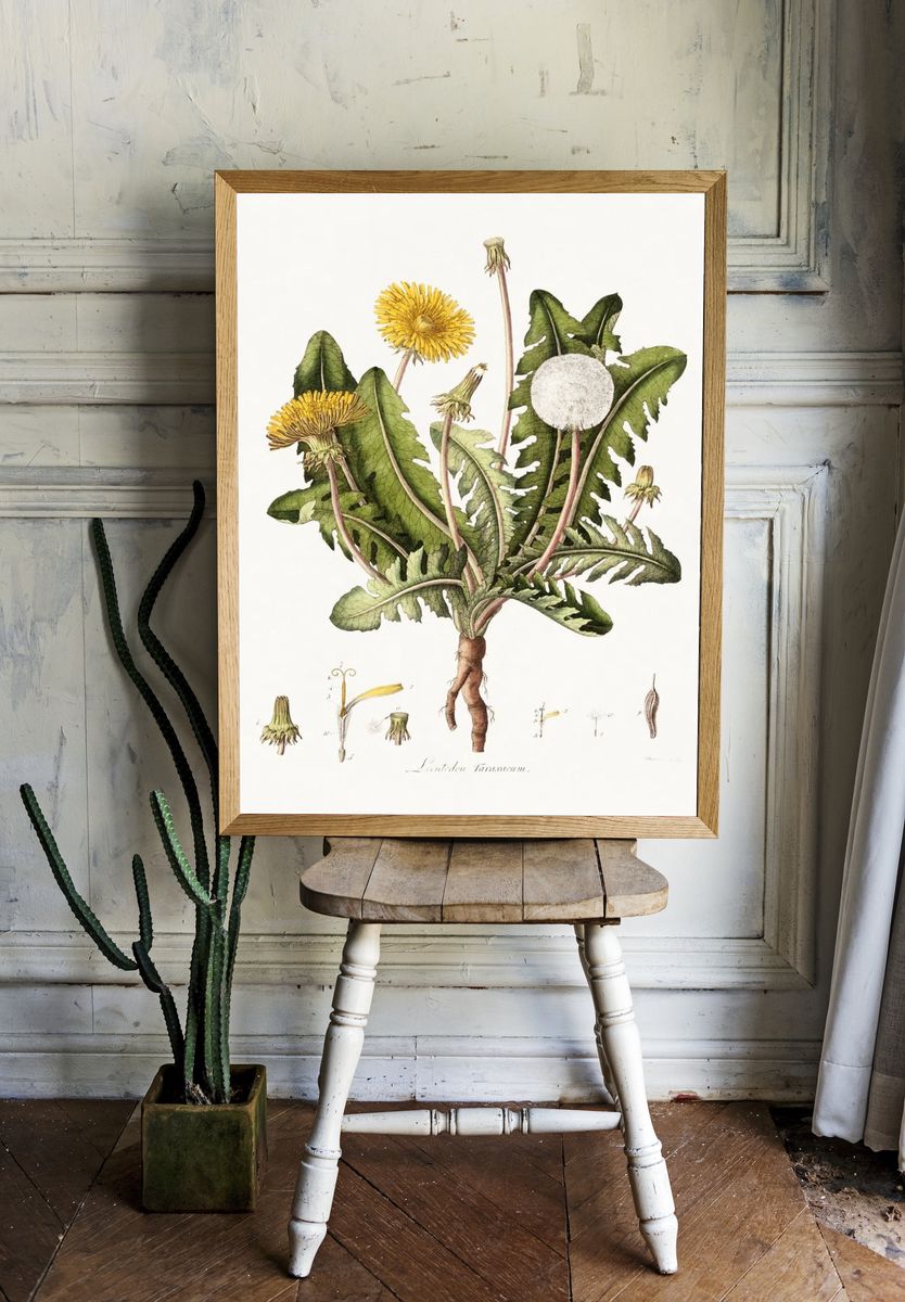 Dandelion (1777-1798) vintage prints William. room preview