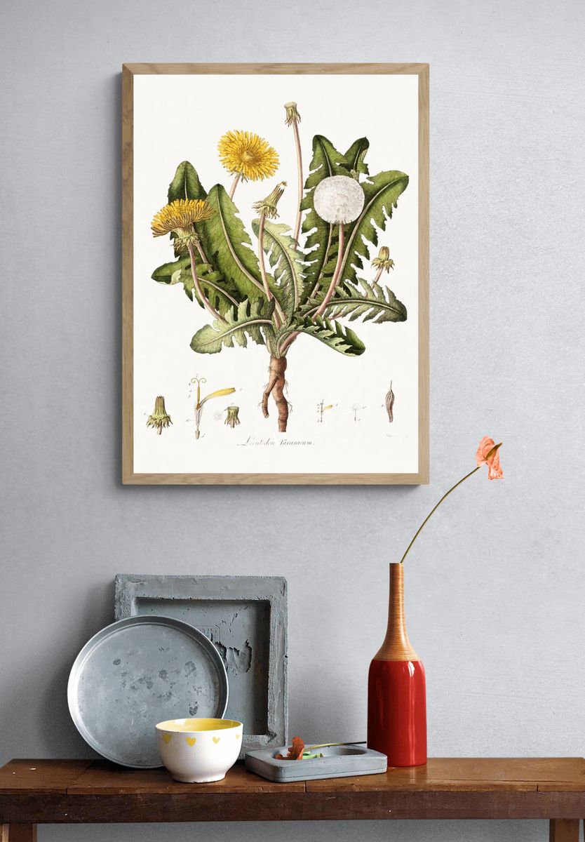 Dandelion (1777-1798) vintage prints William. — room view 3