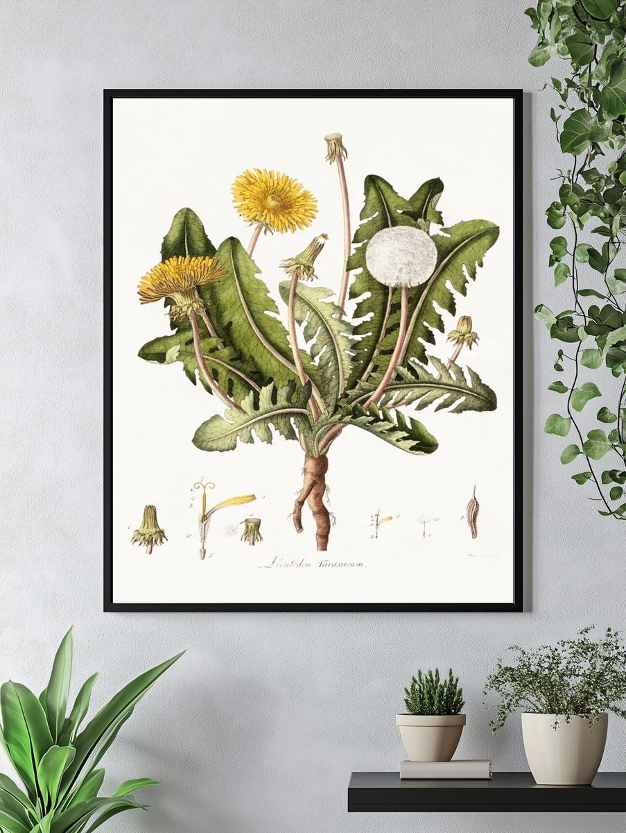 Dandelion (1777-1798) vintage prints William. — room view 4