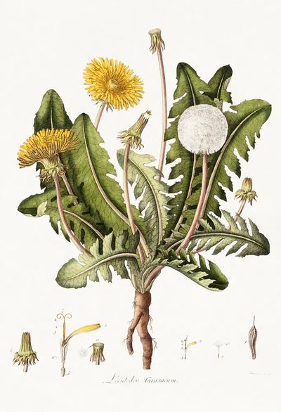 Dandelion (1777-1798) vintage prints William. poster