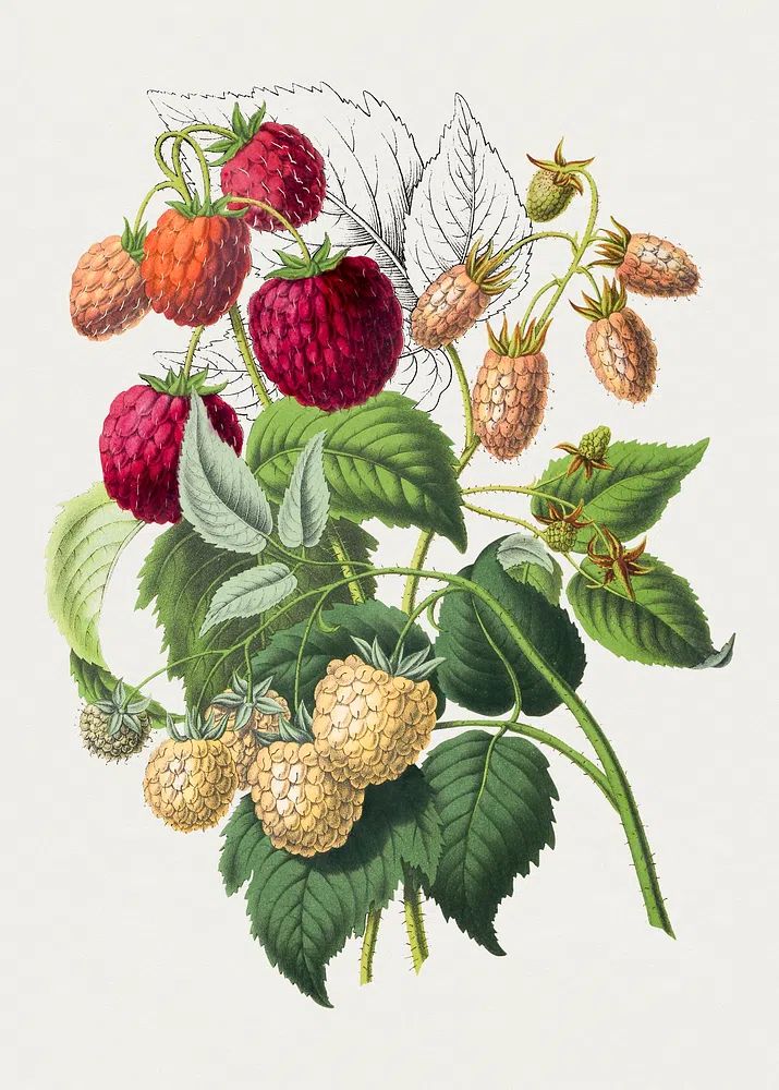 Vintage strawberry. Original Biodiversity Heritage. poster detail