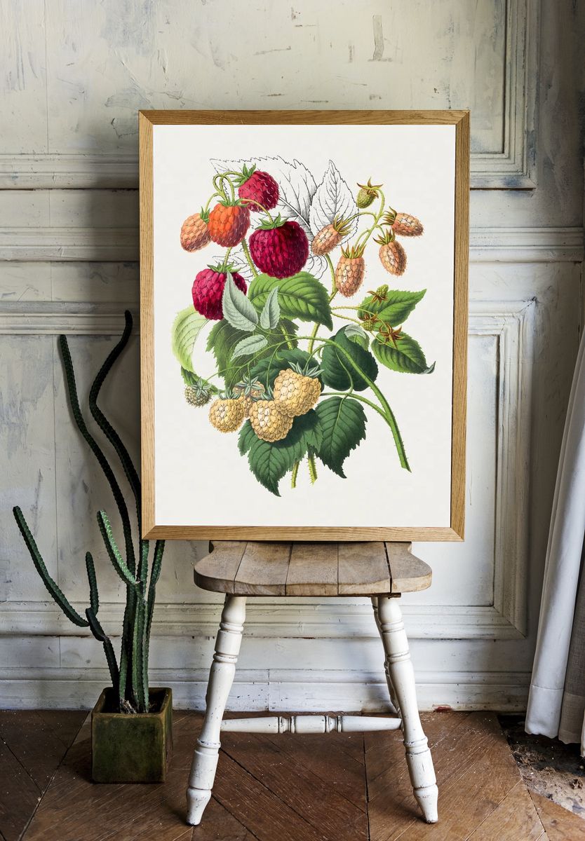 Vintage strawberry. Original Biodiversity Heritage. — room view 1