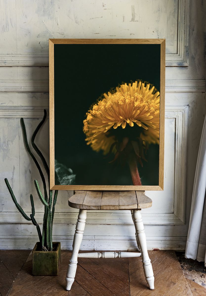 Golden Dandelion Macro Photography Poster. room preview