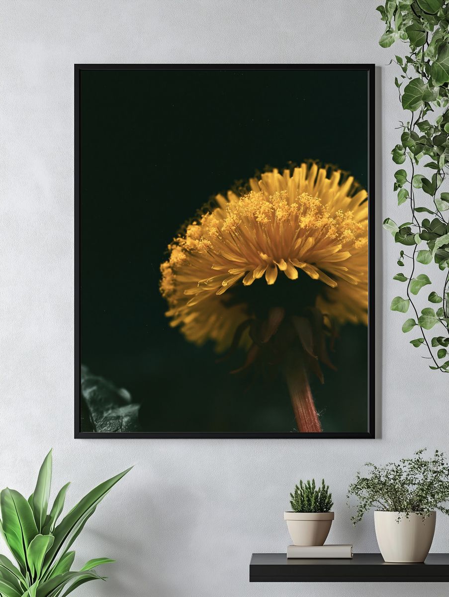 Golden Dandelion Macro Photography Poster. — room view 4