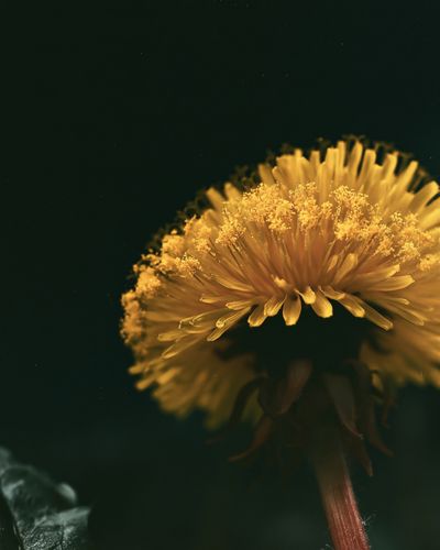 Golden Dandelion Macro Photography Poster.